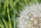 Pusteblume auf grüner Wiese