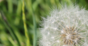 Pusteblume auf grüner Wiese